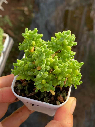 多肉植物 シュガー 50株セット 2号鉢 品番AA00001
