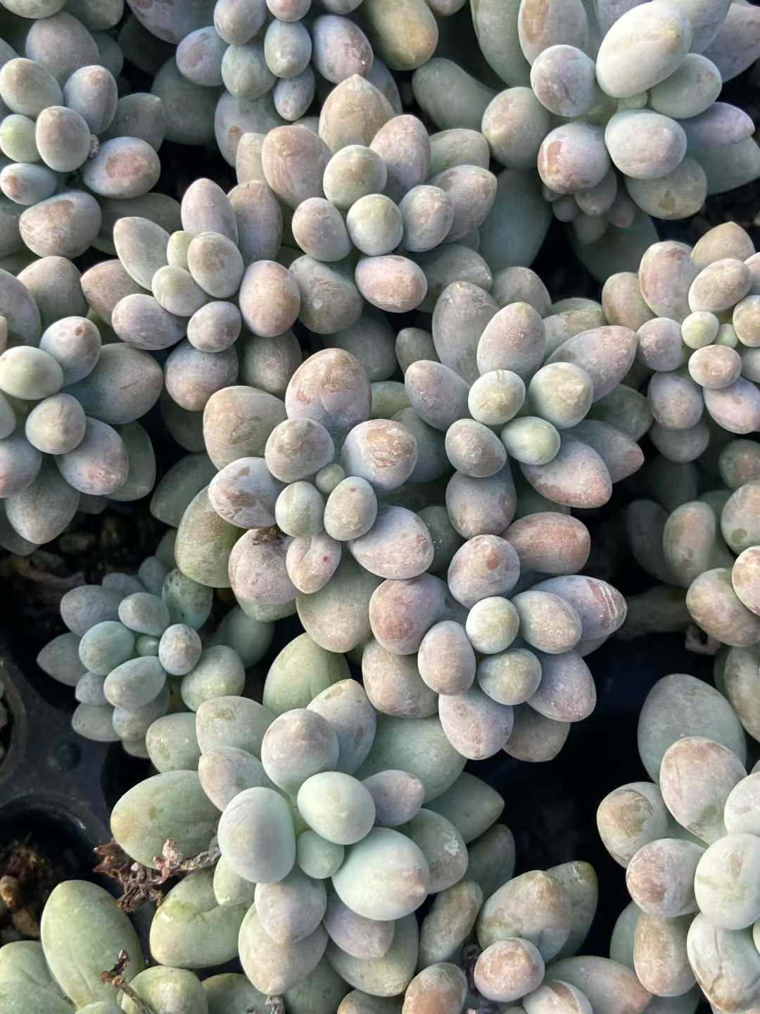 多肉植物 トウエン 105株セット 品番AB0106
