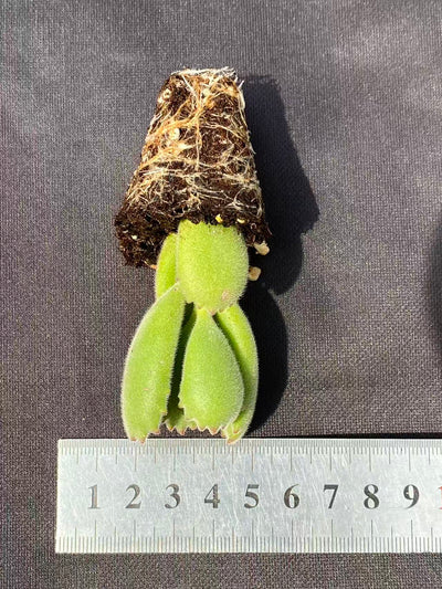 多肉植物 リョククマ 72株セット 品番AB0082