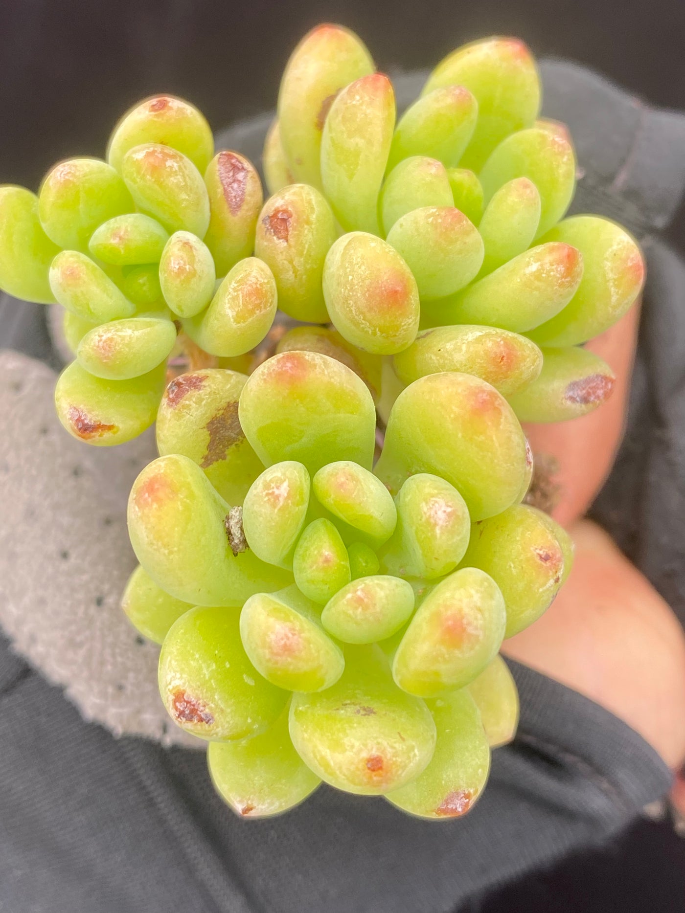 多肉植物 シャングリラ 105株セット 品番AB0019