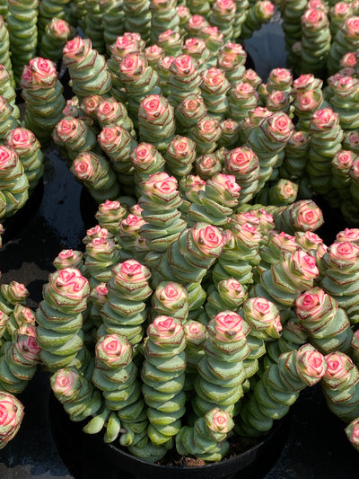 TH667     多肉植物     （36株）セット