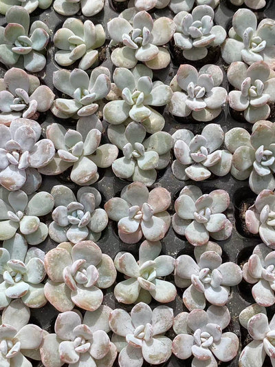 多肉植物 ナイチャ 128株セット 品番AB0089