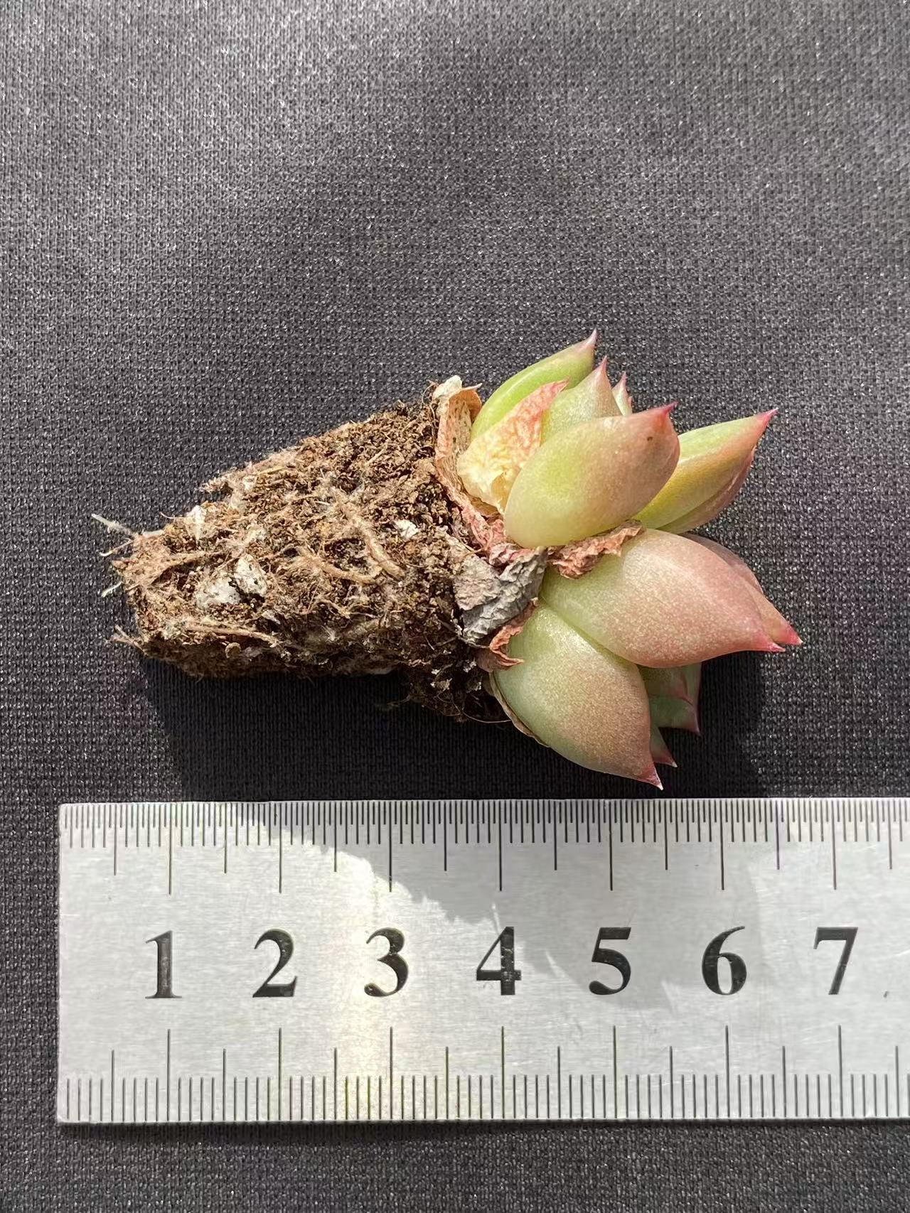 多肉植物 ヒョウタン 128株セット 品番AB0087