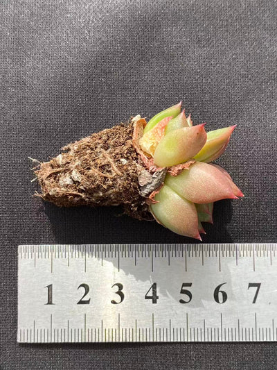 多肉植物 ヒョウタン 128株セット 品番AB0087
