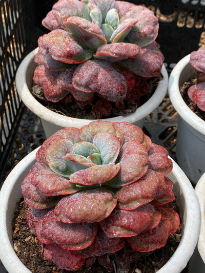 TH683     多肉植物   ハートディライト  （15株）セット