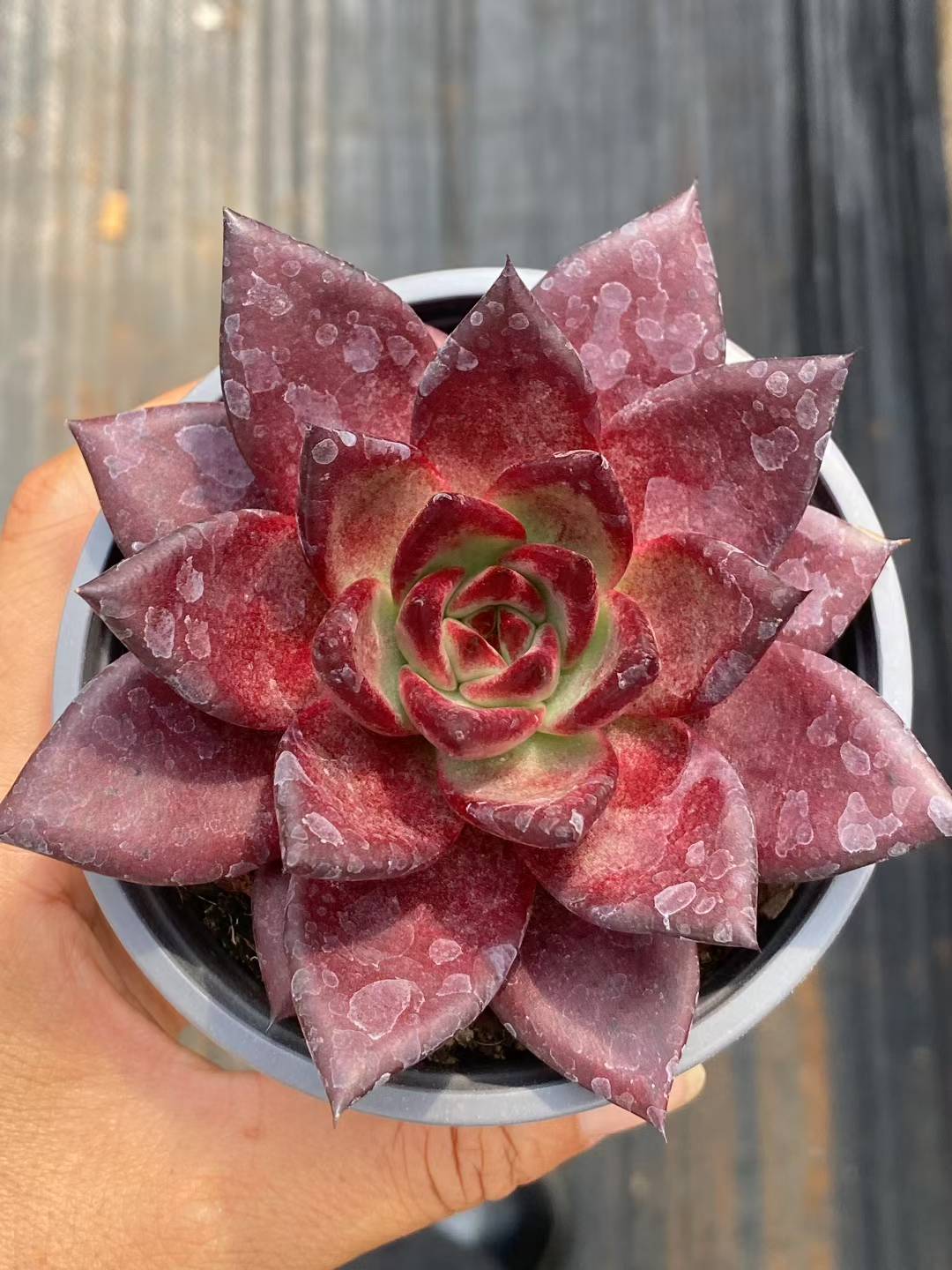 多肉植物 ロビン 30株セット 3号鉢 品番AA00073