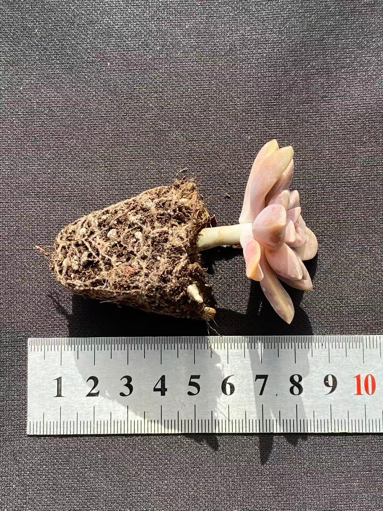 多肉植物 アレンペイ 72株セット 品番AB0103