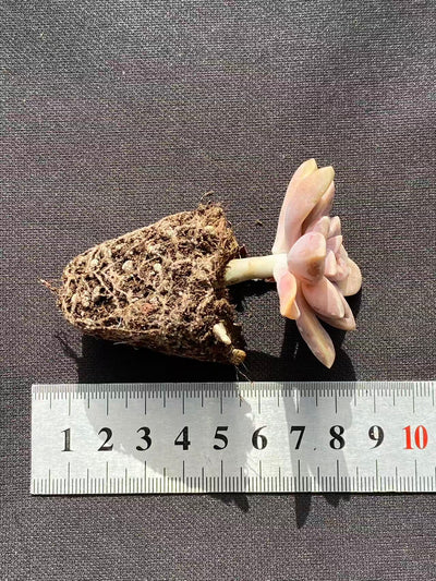 多肉植物 アレンペイ 72株セット 品番AB0103