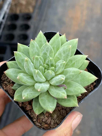 多肉植物 コウコツブン 50株セット 2.5号鉢 品番AA00011