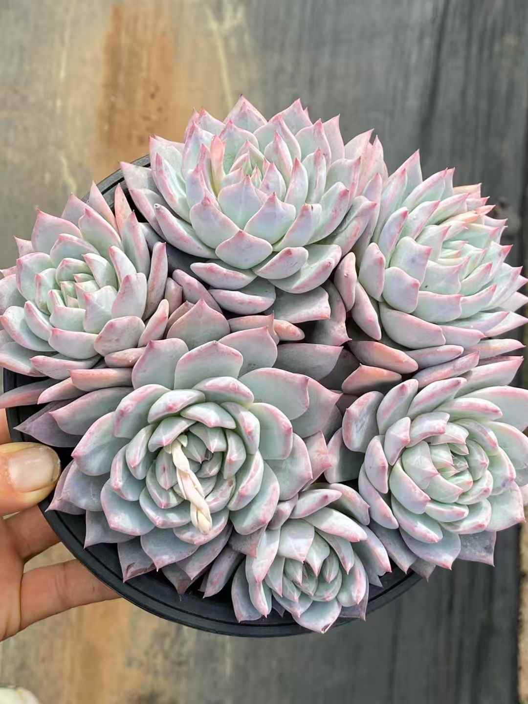 多肉植物 ブルーバード（ピンク） 15株セット 5号鉢 品番AA00051