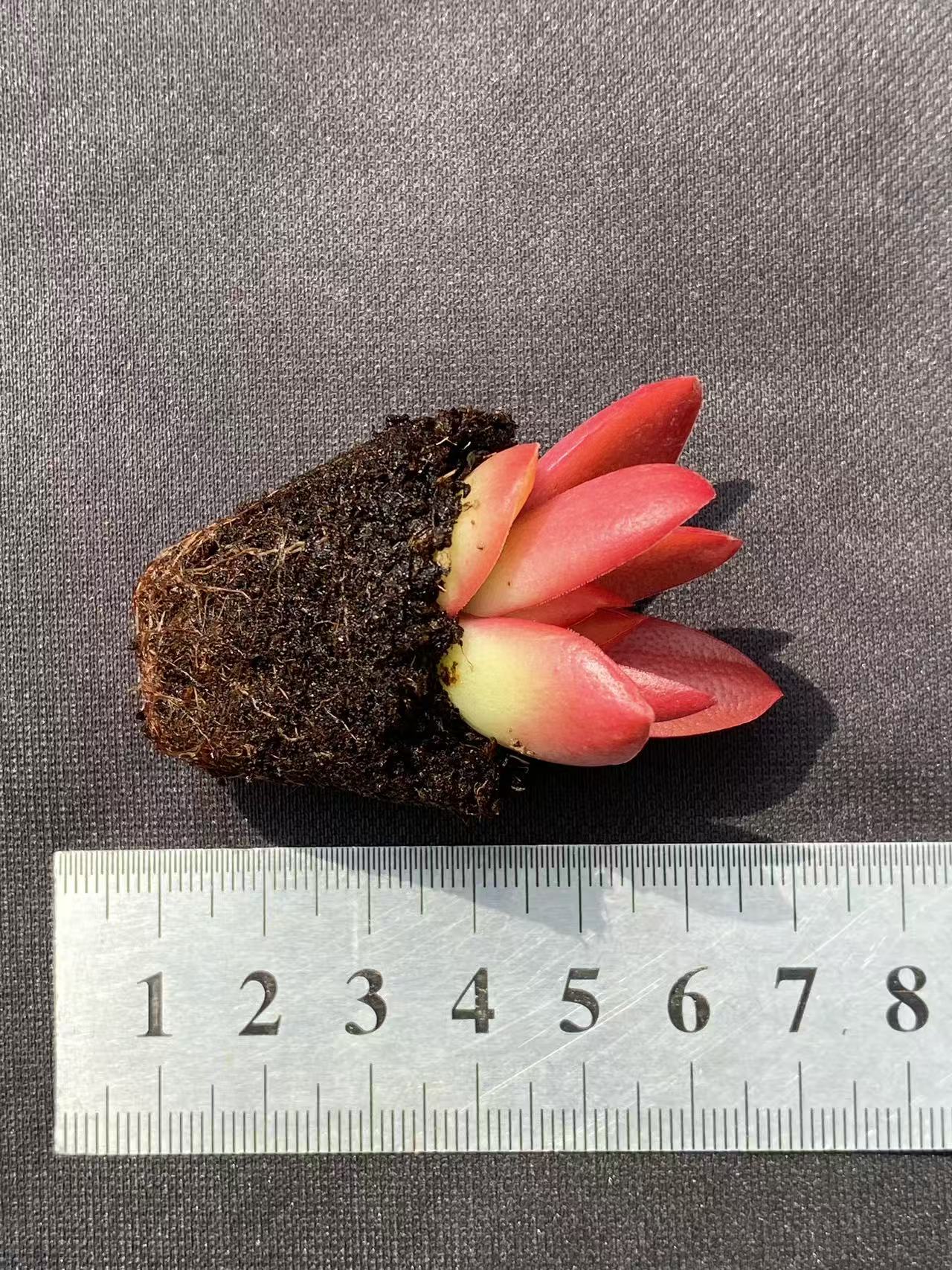 多肉植物 ヒマツリ 72株セット 品番AB0076