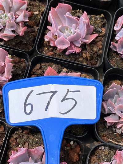TH675     多肉植物   Pink nose  （48株）セット