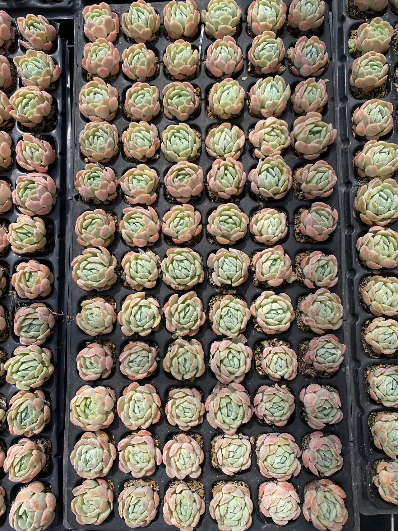 多肉植物 ベリー 72株セット 品番AB0081