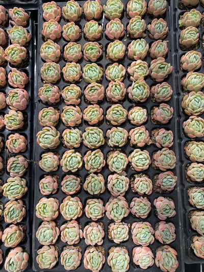 多肉植物 ベリー 72株セット 品番AB0081