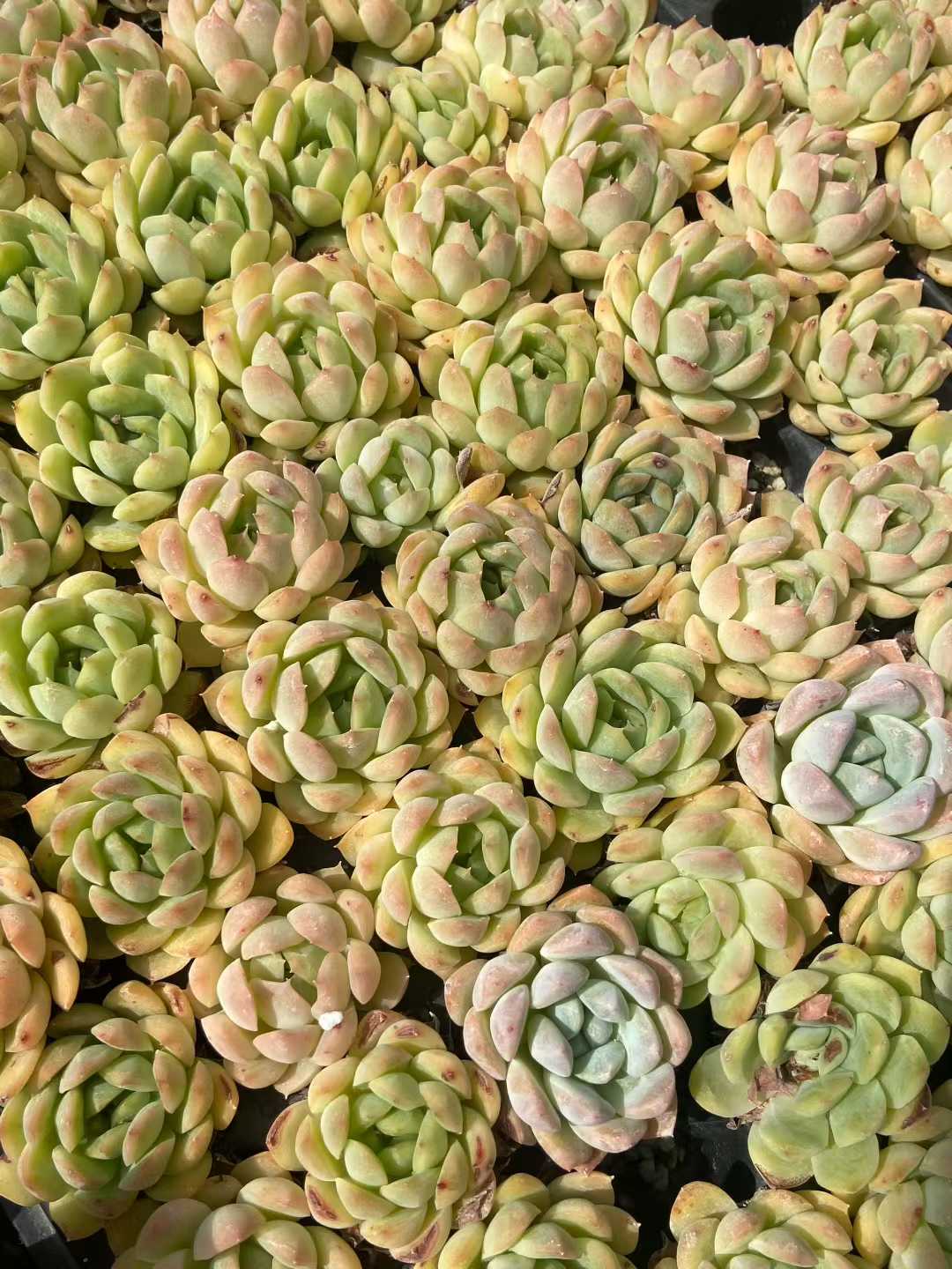 多肉植物 クジャクリン 105株セット 品番AB0115