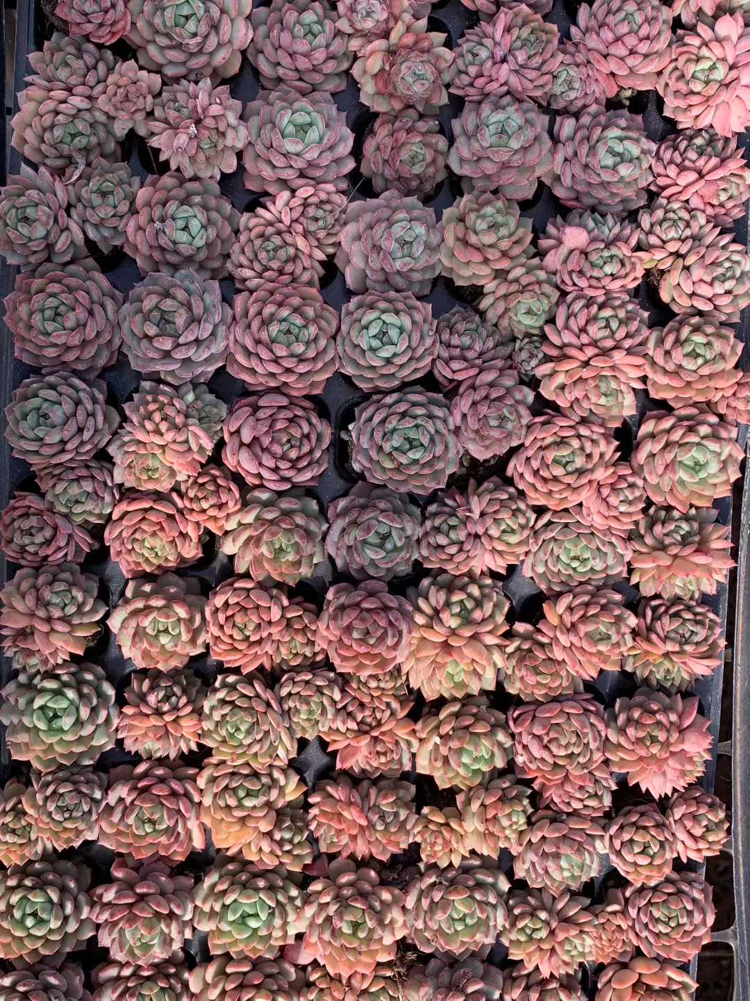 多肉植物 キンジャク 105株セット 品番AB0218