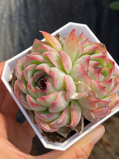 多肉植物 フェアリーエンチャント 50株セット 2.5号鉢 品番AA00065