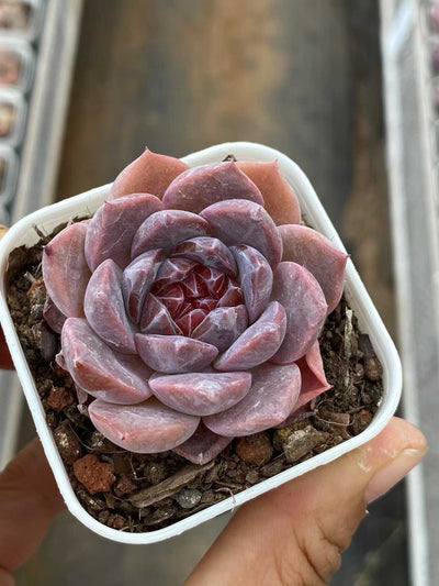 多肉植物 レッドアンバー 50株セット 2.5号鉢 品番AA00061