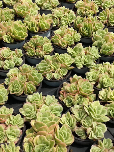 多肉植物 アイスローズ 30株セット 3号鉢 品番AA00084