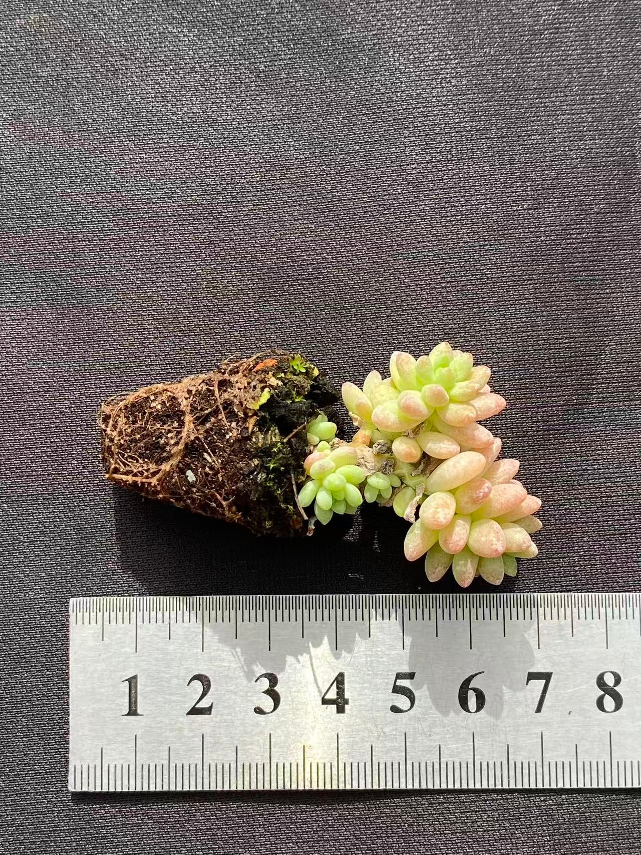 多肉植物 ジェニー 128株セット 品番AB0099