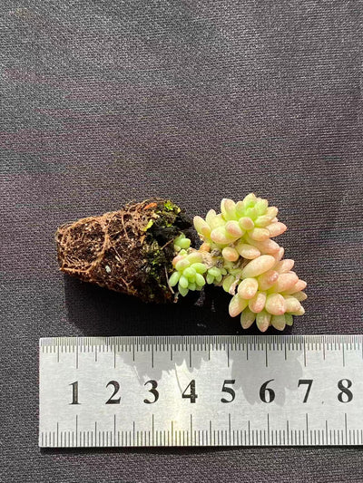 多肉植物 ジェニー 128株セット 品番AB0099