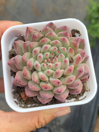 多肉植物 ルージュボタン 50株セット 2.5号鉢 品番AA00057