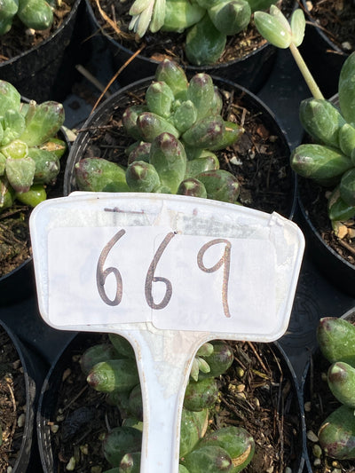 TH669     多肉植物     （40株）セット