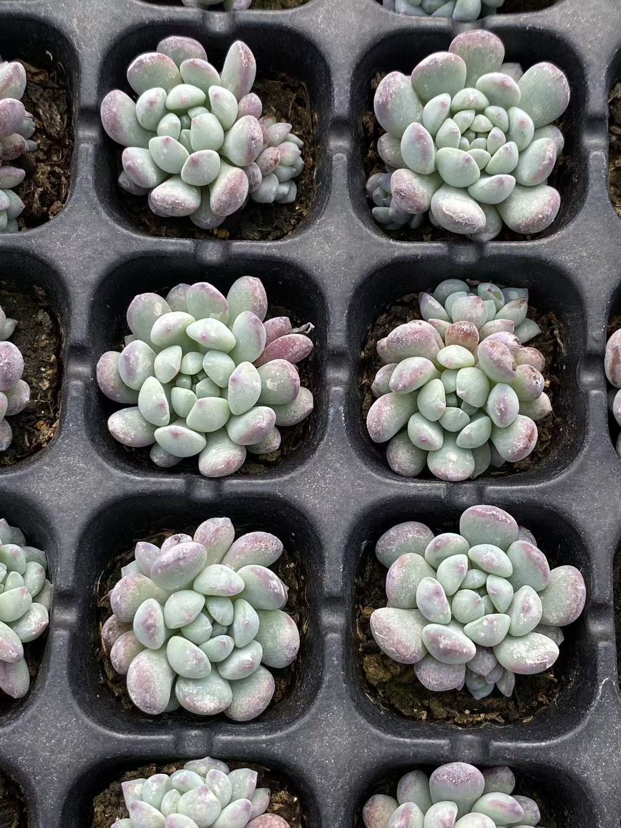 多肉植物 ランホウセキ 105株セット 品番AB0102