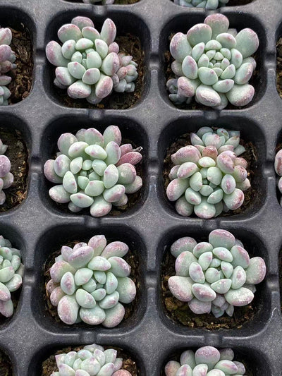 多肉植物 ランホウセキ 105株セット 品番AB0102