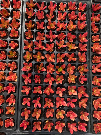 多肉植物 ヒマツリ 72株セット 品番AB0076