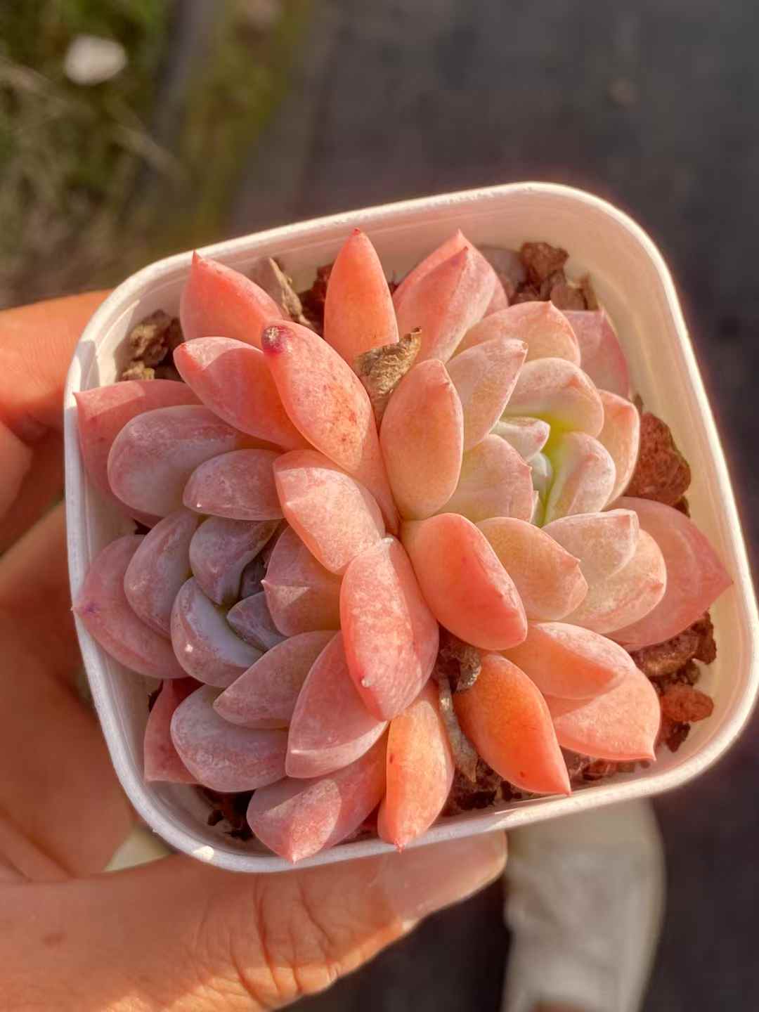 多肉植物 M100 24株セット 2.5号鉢 品番AA00018