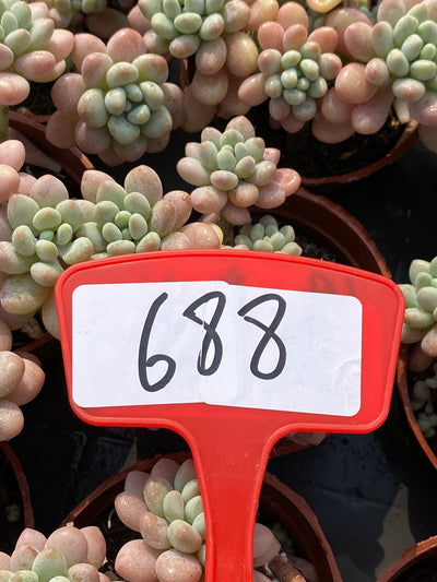 TH688     多肉植物   ダフニ  （28株）セット