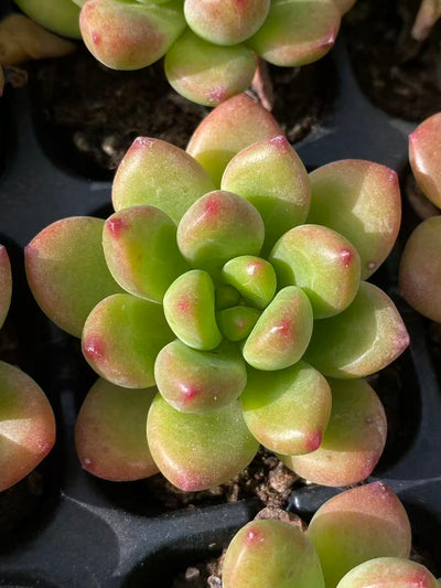 多肉植物 コウカク 72株セット 品番AB0105