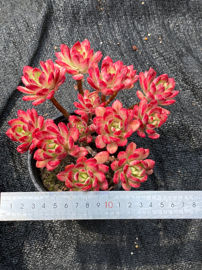 TH680     多肉植物     （24株）セット