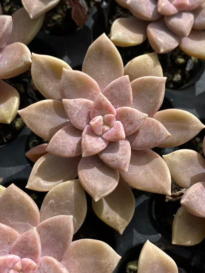 多肉植物 アレンペイ 72株セット 品番AB0103