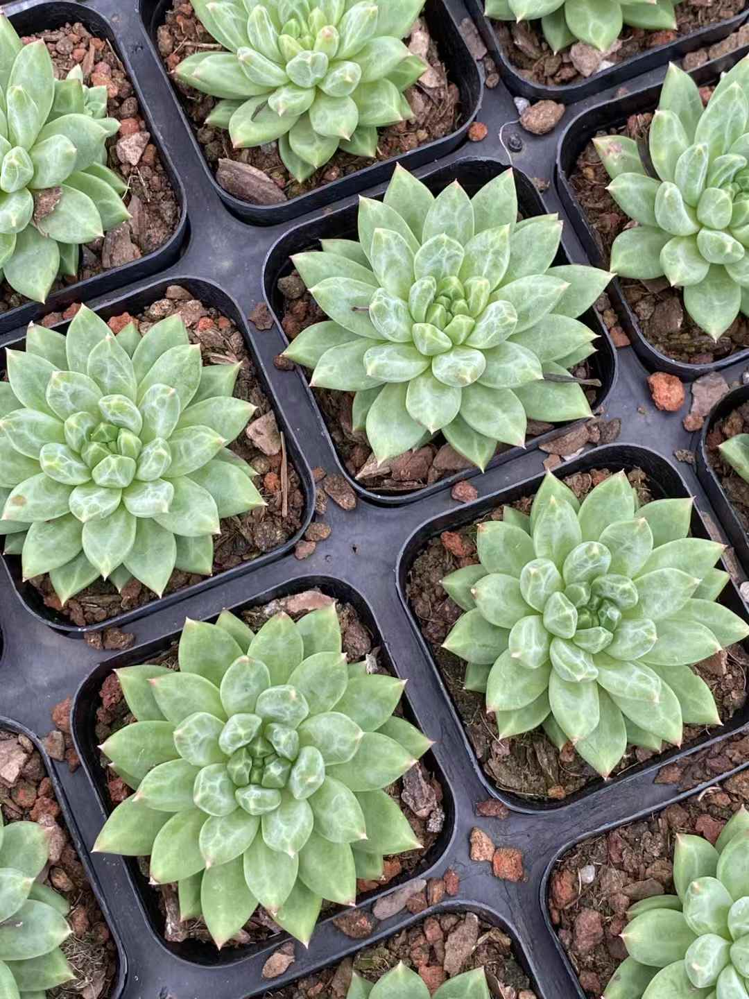 多肉植物 コウコツブン 50株セット 2.5号鉢 品番AA00011