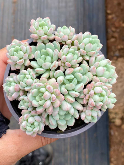 多肉植物 レッドエッグ 30株セット 3号鉢 品番AA00094