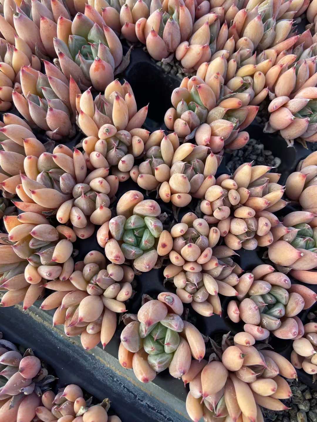多肉植物 ドゥカティ 105株セット 品番AB0111