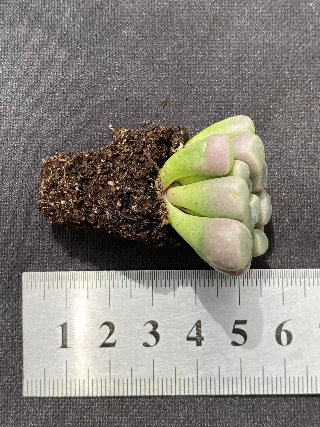 多肉植物 イソズリダマ 128株セット 品番AB0093