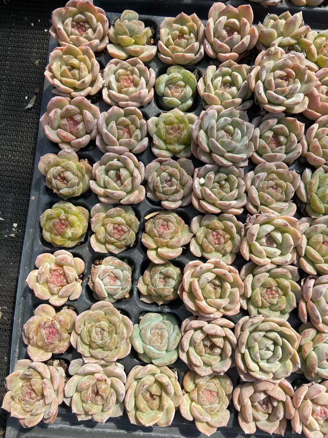 多肉植物 タンシンボボ 128株セット 品番AB0120