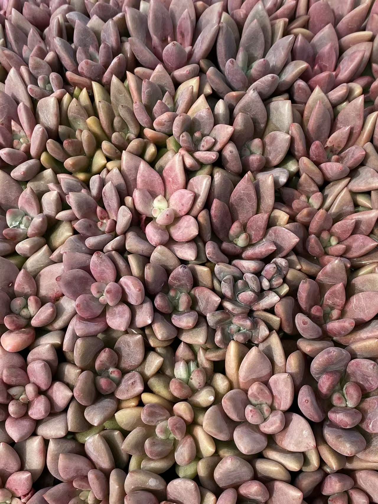 多肉植物 トウカゲン 105株セット 品番AB0080