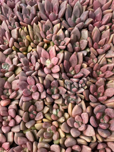 多肉植物 トウカゲン 105株セット 品番AB0080