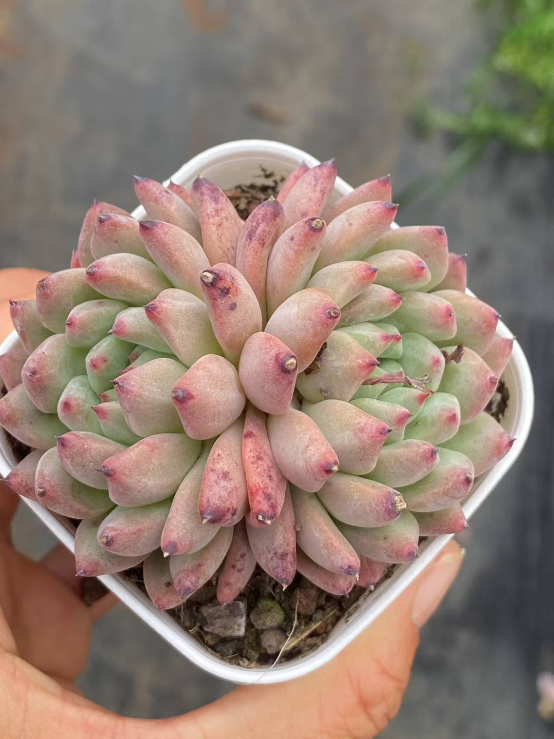 多肉植物 ルージュボタン 50株セット 2.5号鉢 品番AA00057