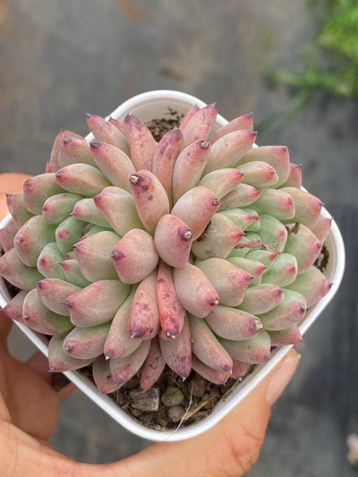 多肉植物 ルージュボタン 50株セット 2.5号鉢 品番AA00057