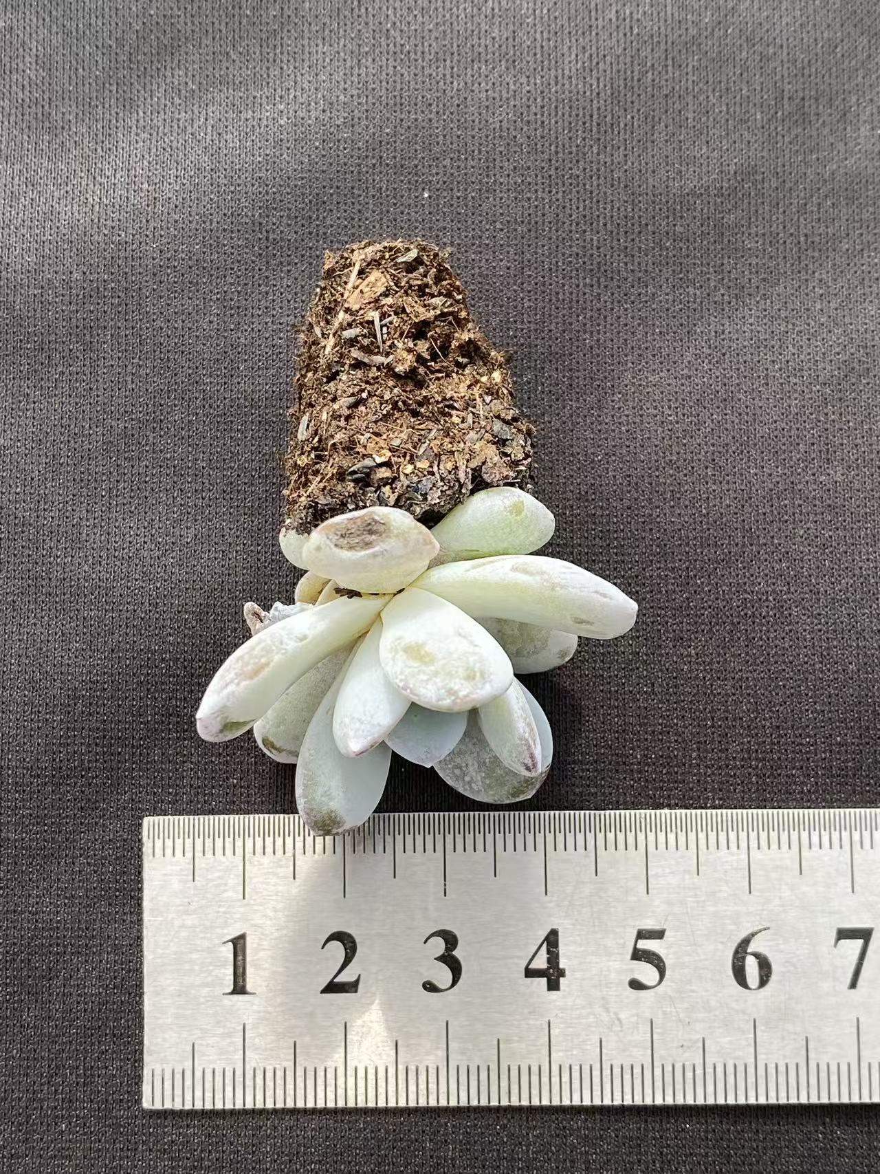 多肉植物 ナイチャ 128株セット 品番AB0089