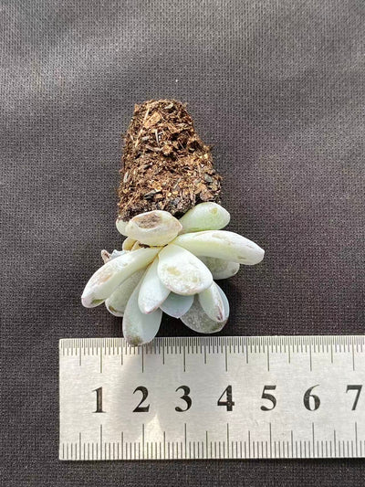 多肉植物 ナイチャ 128株セット 品番AB0089