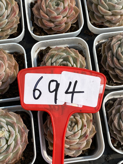 TH694     多肉植物     （30株）セット