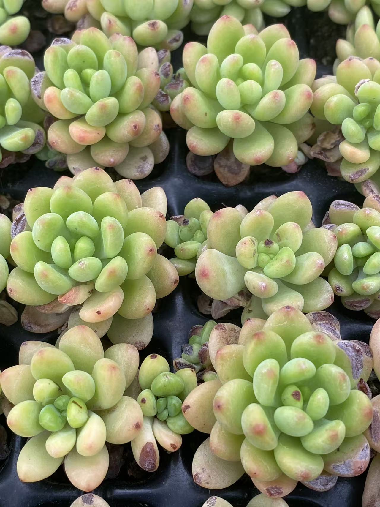 多肉植物 シャングリラ 105株セット 品番AB0019