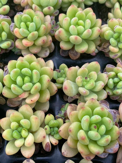 多肉植物 シャングリラ 105株セット 品番AB0019