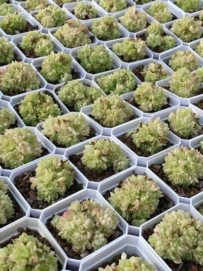 多肉植物 スノーアナベル 50株セット 2.5号鉢 品番AA00024